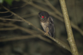 mottled owl